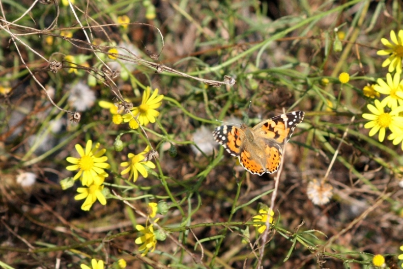 Ninfalidi e Ninfalidi satiridi